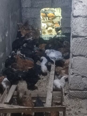 Digər quşlar: 2-3-4 aylıq cucelerdi.vaksinleri olub lasota çiçək vaksini.vitaminleri -da lalafo.az — 5 Digər quşlar: 2-3-4 aylıq cucelerdi.vaksinleri olub lasota çiçək vaksini.vitaminleri — 5