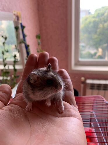 Cırtdan hamster – Dwarf/Roborovski tipli Məhsul təsviri: - Kiçik