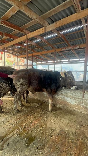 Коровы, быки: Продаю | Бык (самец) | Полукровка, Голштин, Швицкая | На забой | Привязанные — 10