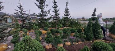 Декоративные деревья: Саженцы деревьев: Ели, Платная доставка — 8