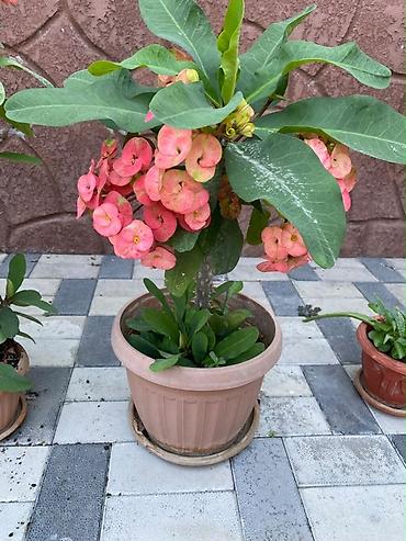 Молочай Миля (Euphorbia milii) в горшке. - Декоративно-цветущее