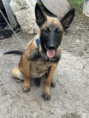 İtlər: Belçika Malinua (Belgian Malinois) balası - Aktiv, ağıllı və — 4