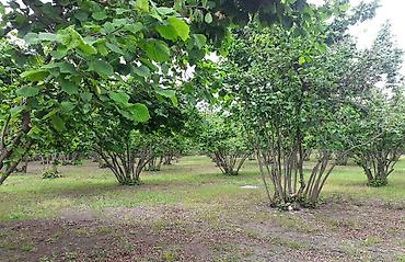 Ağaclar: Fındıq bağı – məhsuldar, baxımlı sahə - Mədəni fındıq kolları — 5