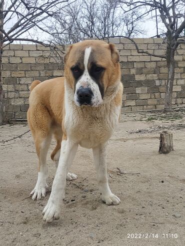 собака бу в Азербайджан | Зоотовары: Продается собака породы АЛАБАЙ. Хороший сторож привитый