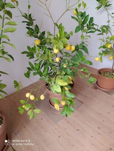 Otaq bitkiləri: 4-5 illik limon ağacları 130-200 azn arası deyilir(10-15-20 manatlıq