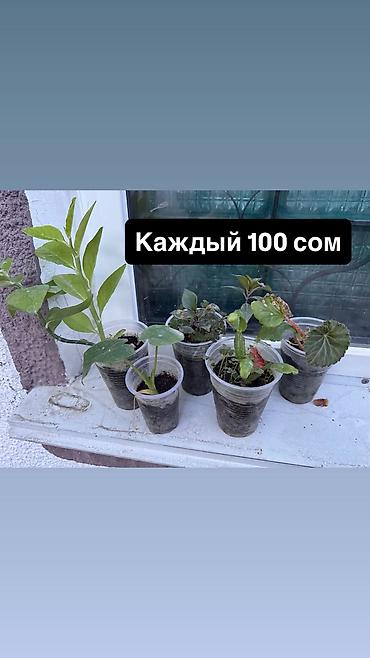 Уход за растениями: Комнатные растения в горшках и стаканчиках. - Различные молодые — 2