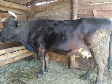 молочная корова: Продаю | Корова (самка) | Для разведения, Для молока | После отела