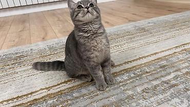 скоттиш страйт цена: Скотиш Страйт (Шотландская прямоухая), 3 месяца, Мальчик, Серый, Приучена к лотку — 1