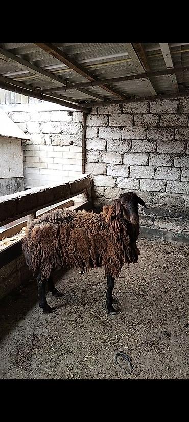 Qoyunlar, qoçlar: Qarabaş yerli cins qoç - Rəngi: tünd qəhvəyi, qarabaş - Cinsi: yerli — 6