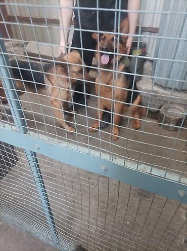 Продажа собак: Щенки немецкой овчарки 01.01.26 мальчик и девочка - Порода: немецкая — 9