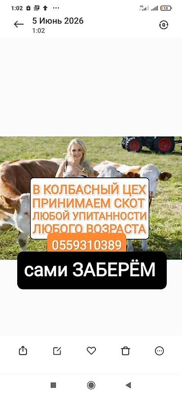 аксолотль купить: Колбасный цех : Коровы, быки, | Любое состояние — 1