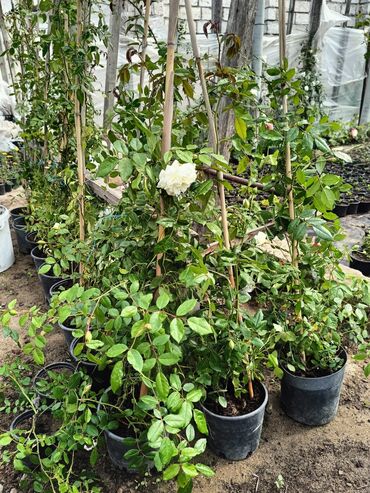 Çöl bitkiləri: Qızıl güllər dipçək gülləri həmişə yaşıl kolları zəhmət olmasa — 15