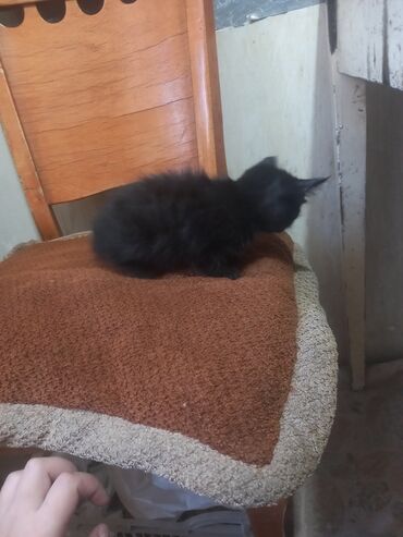 котята жалал абад: Кошка даром: Беспородная, 2 месяца, Девочка, Приучена к лотку, Проглистована, С прививками