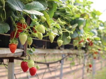 Semena i ulične biljke: Jagode koje radjaju cele godine Zelite da jedete sveze jagode 🍓 iz