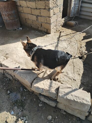 İtlər: Alman çoban iti, 6 ay, Erkek -da lalafo.az — 5 İtlər: Alman çoban iti, 6 ay, Erkek — 5