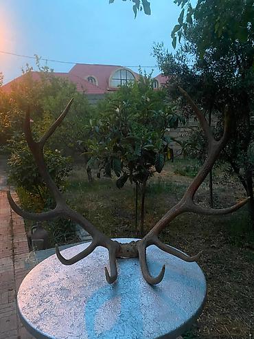 maral basi: Qırmızı Maral buynuzu 40-50 ilindi — 3