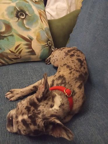 dog argentinian: 🐶🐱 Нужен надёжный человек для вашего питомца? Я помогу! 🐾 С любовью и — 1
