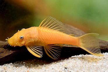 Qızıl Ancistrus (Albino Bristlenose Pleco) – akvarium yosunlarının