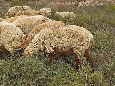 cins heyvanlar: Salam tam saglam heyvanlardir 25 bas ana qoyundur isdeyen elaqe — 8