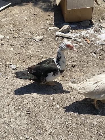 ordəyi: Dişi-20 təxmini 5,6 ədəd Erkəy40-45 2ədəd Muscovy ördəkləri — 5