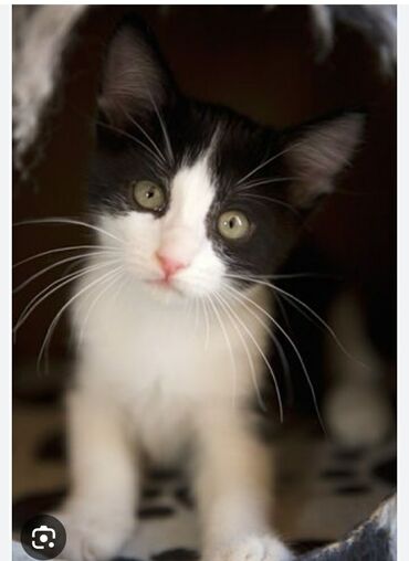 Продажа кошек: Черно-белые котята «тин-коут» (tuxedo) - Окрас: контрастный