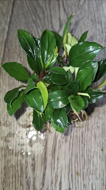 коряга: Bucephalandra sp. "Theia — популярное живое аквариумное растение