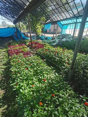 flowers: Рассада однолетних декоративных культур из теплицы - Бархатцы — 9