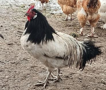 Куры, петухи: Продаю | Куры | Полубрама, Домашняя | Несушки — 13