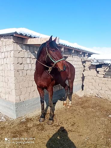 Лошади, кони: Продаю | Жеребец | Рабочий — 2