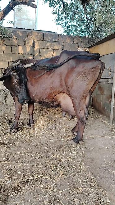 simmental inək cinsi: Heyvan 5 qarın doğub Təzə doğanda 26 litr süd verir. 7 aydı doğub hal — 1