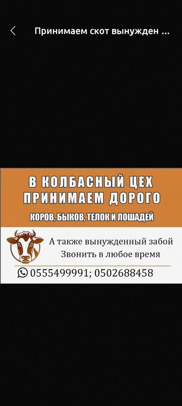 индюки на продажу: Продаю | Корова (самка), Музоо, торпок, Тёлка | Айрширская, Ангус, Алатауская | На забой, На откорм, Для разведения | Отела не было, Привязанные