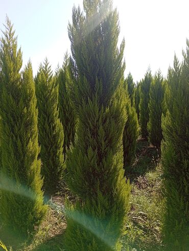 Ağaclar: Her növ ağaclar ve dekarativ ağaclar çox ucuz ve qarantili gubresiz — 8