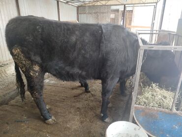 Коровы, быки: Продаю | Тёлка | Швицкая | На откорм | Привязанные — 8