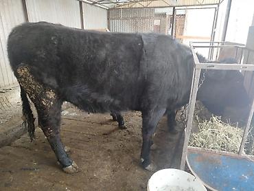 Коровы, быки: Продаю | Тёлка | Швицкая | На откорм | Отела не было — 8