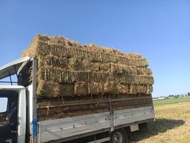 сөөл жан: Беде клевер чоп сатылат доставка бар