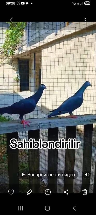 lalafo goyercin satisi: 🕊️ Göyərçinlər satılır! 🔹 Ərəb sortu – 50 AZN Uçan quşlardır — 4