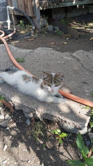 отдам даром котенка сфинкса: Отдам в хорошие руки бесплатно