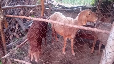 корги собаки: Продаю | Овца (самка)
