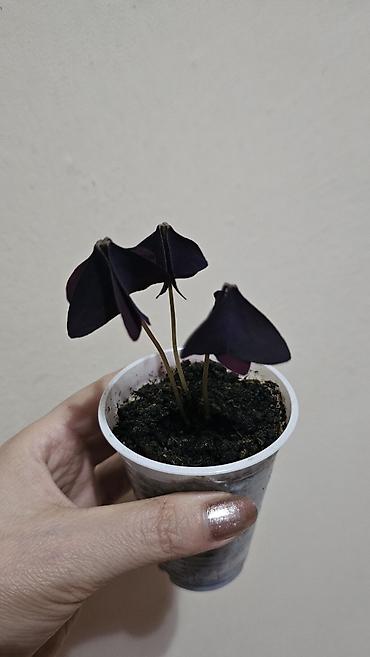 Другие комнатные растения: Кислица
Оксалис 
oxalis 
🦋 
бабочка — 8