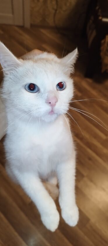 Pişiklər: Dişi, Yaxşı əllərə, Ünvandan götürmə — 2