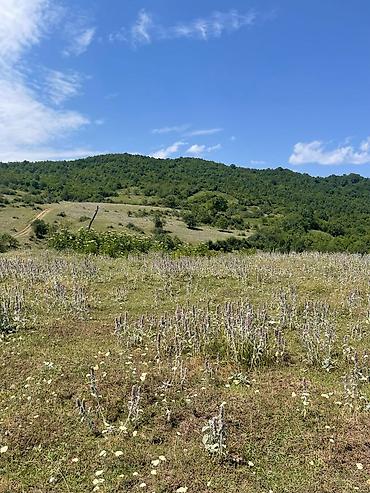 Torpaq sahələrinin satışı: 12 sot, Tikinti, Mülkiyyətçi, Kupça (Çıxarış), Bələdiyyə, Texniki pasport — 11