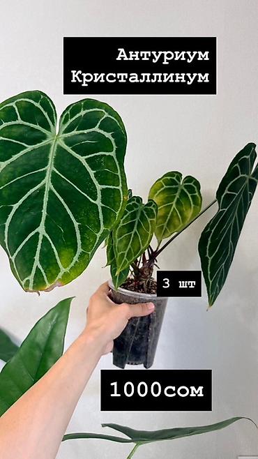 Бөлмө өсүмдүктөрү: Антуриум Кристаллинум (Anthurium crystallinum) На фото указаны — 3