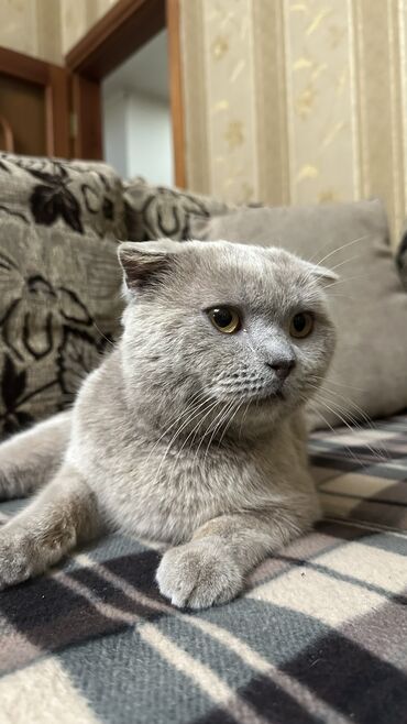 шотландский кот: Вислоухий кот 2года
