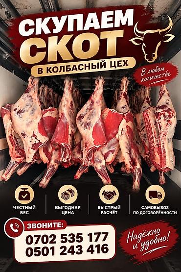 Колбасный цех : Коровы, быки, | На забой, на мясо