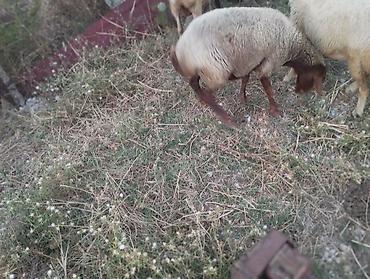 cins inek: Dişi, il: 3, Damazlıq, Ünvandan götürmə — 5