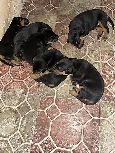 dişi doberman: Doberman, 1 ay — 5