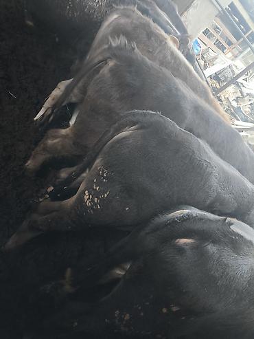 Коровы, быки: Продаю | Бык (самец) — 6