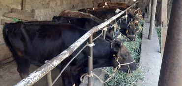 племенные коровы молочные купить: Продаю | Бык (самец) | Швицкая, Симментальская | На откорм, Для разведения