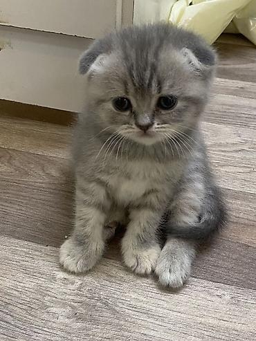 кошки скотиш фолд: Отдам бесплатно в хорошие руки всязи с переездом только писать и — 1