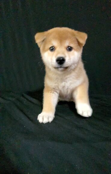 собака булдок: Продается самый красивый, яркий, крупный щенок японской сибы